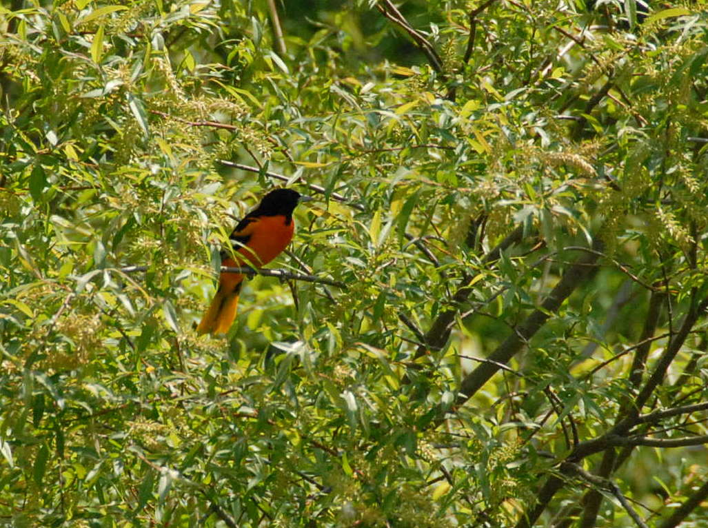 BaltimoreOriole_RattlesnPreserveDSC_0037