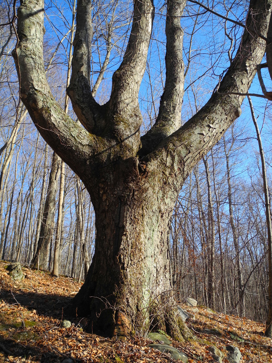 Big_ass_tree