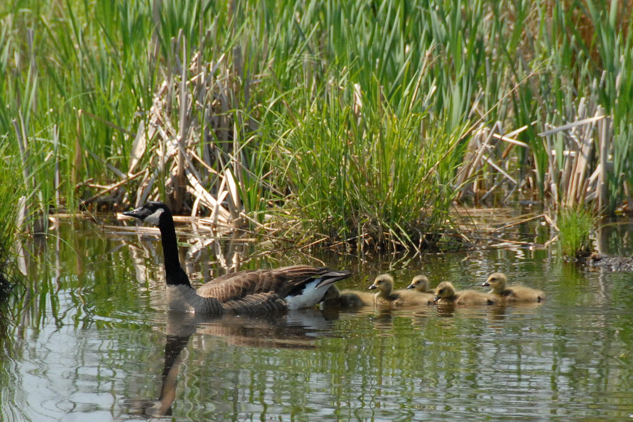 CanadaGeeseChicksDSC_0025