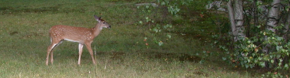 DSCN6060deer