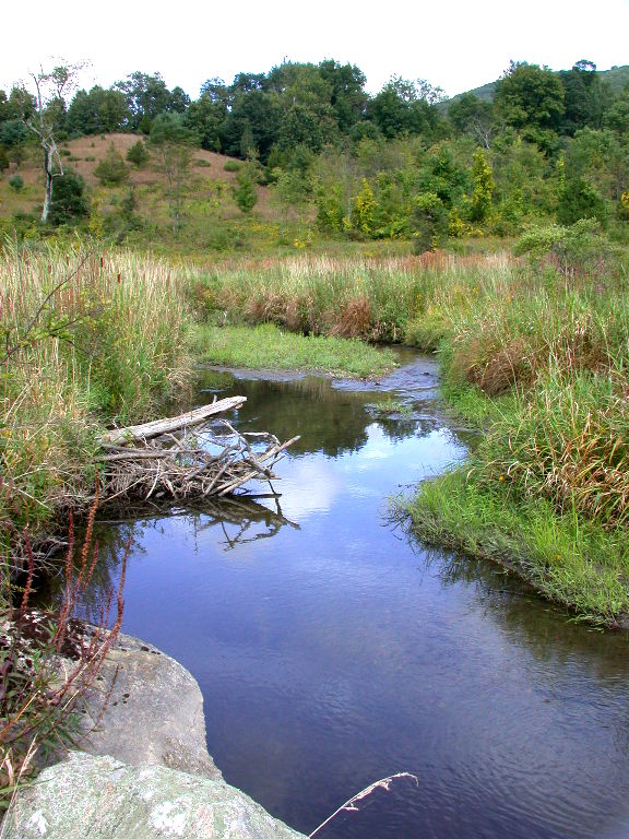 DSCN6453brook1