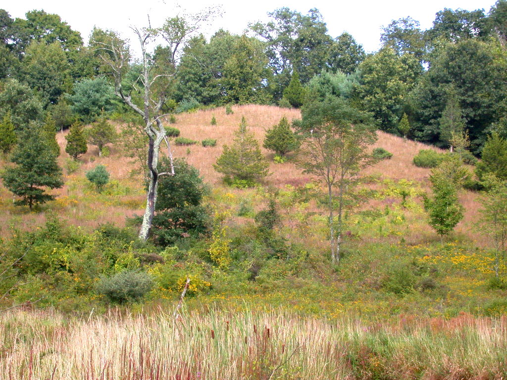 DSCN6469PrairieWarbHabitat