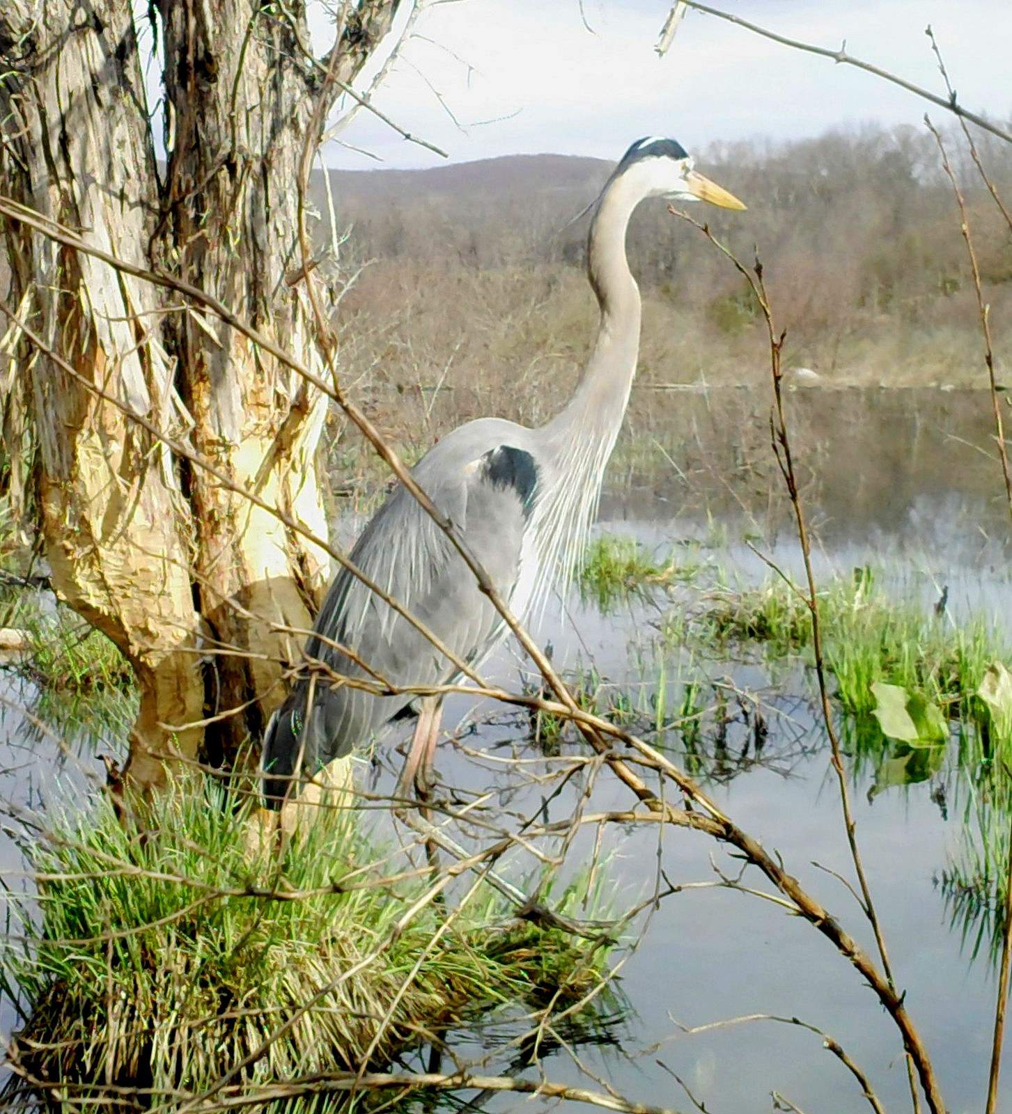 Leupold Image