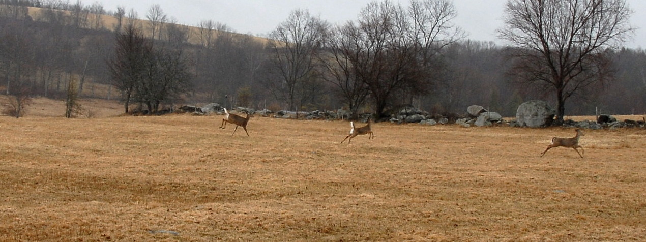 deer_run_DSC_00372007-04-11
