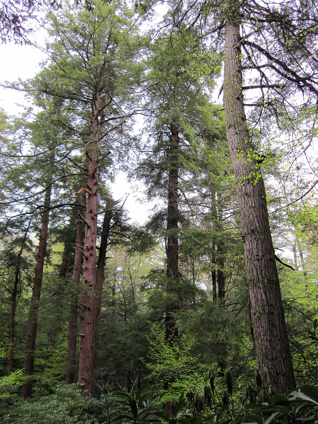 1024px-Tsuga_canadensis_Cathedral_State_Park_1