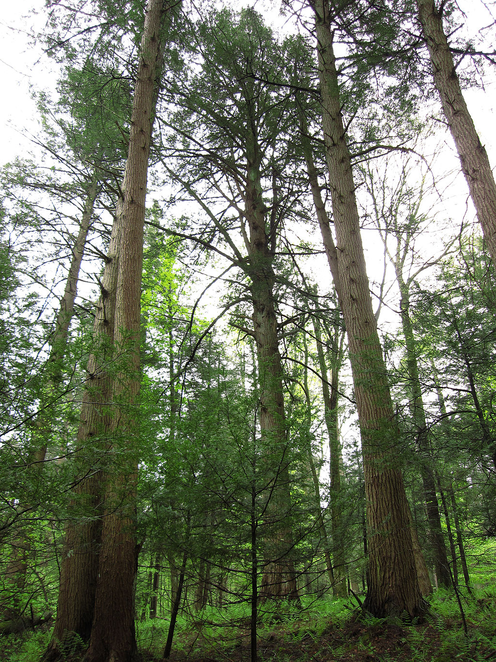 1024px-Tsuga_canadensis_Cathedral_State_Park_2