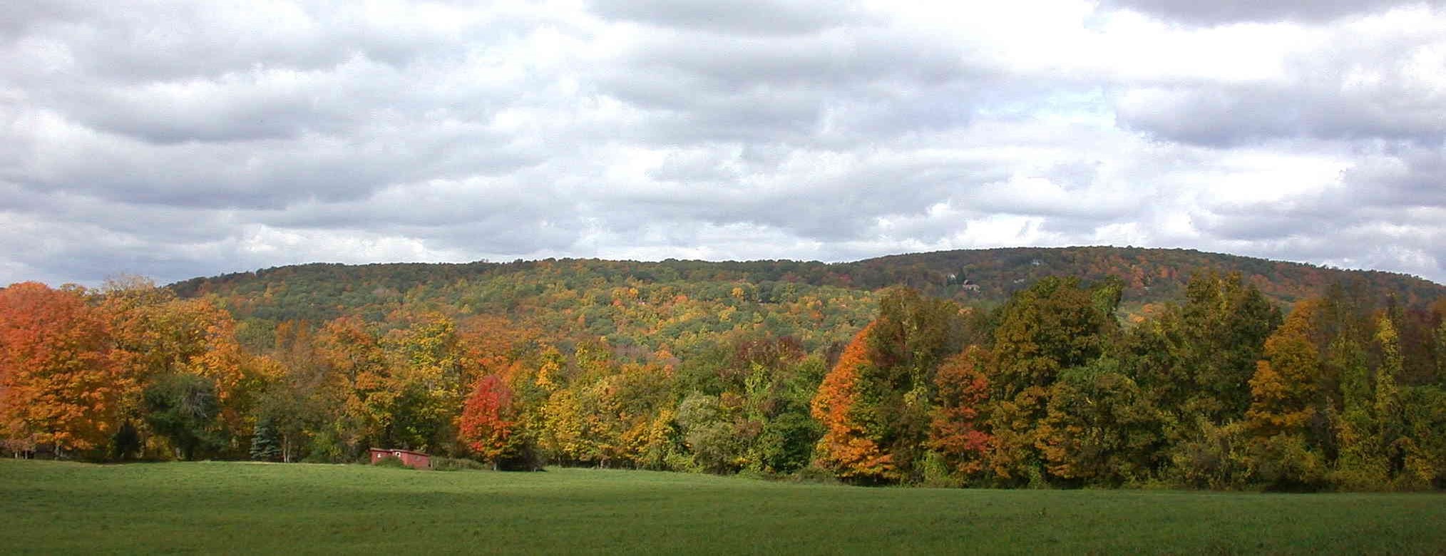 AutumTreeLine