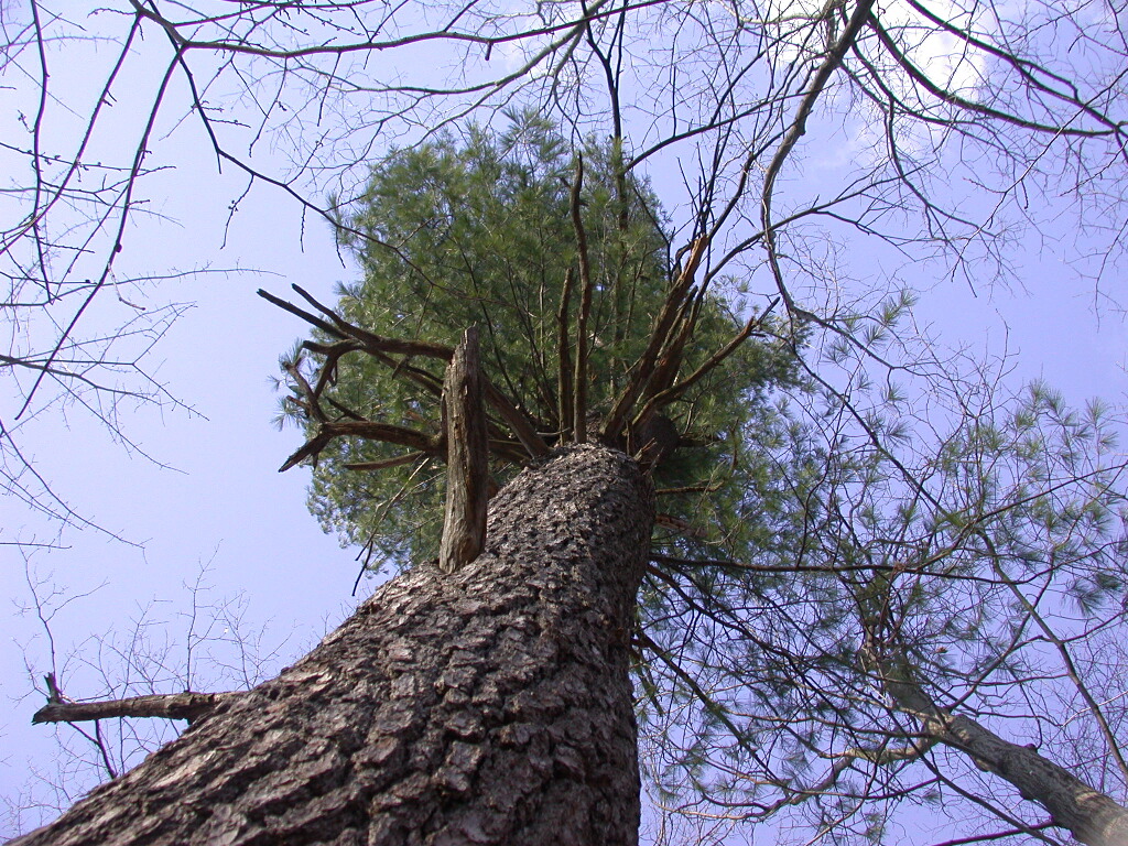 Old growth pine