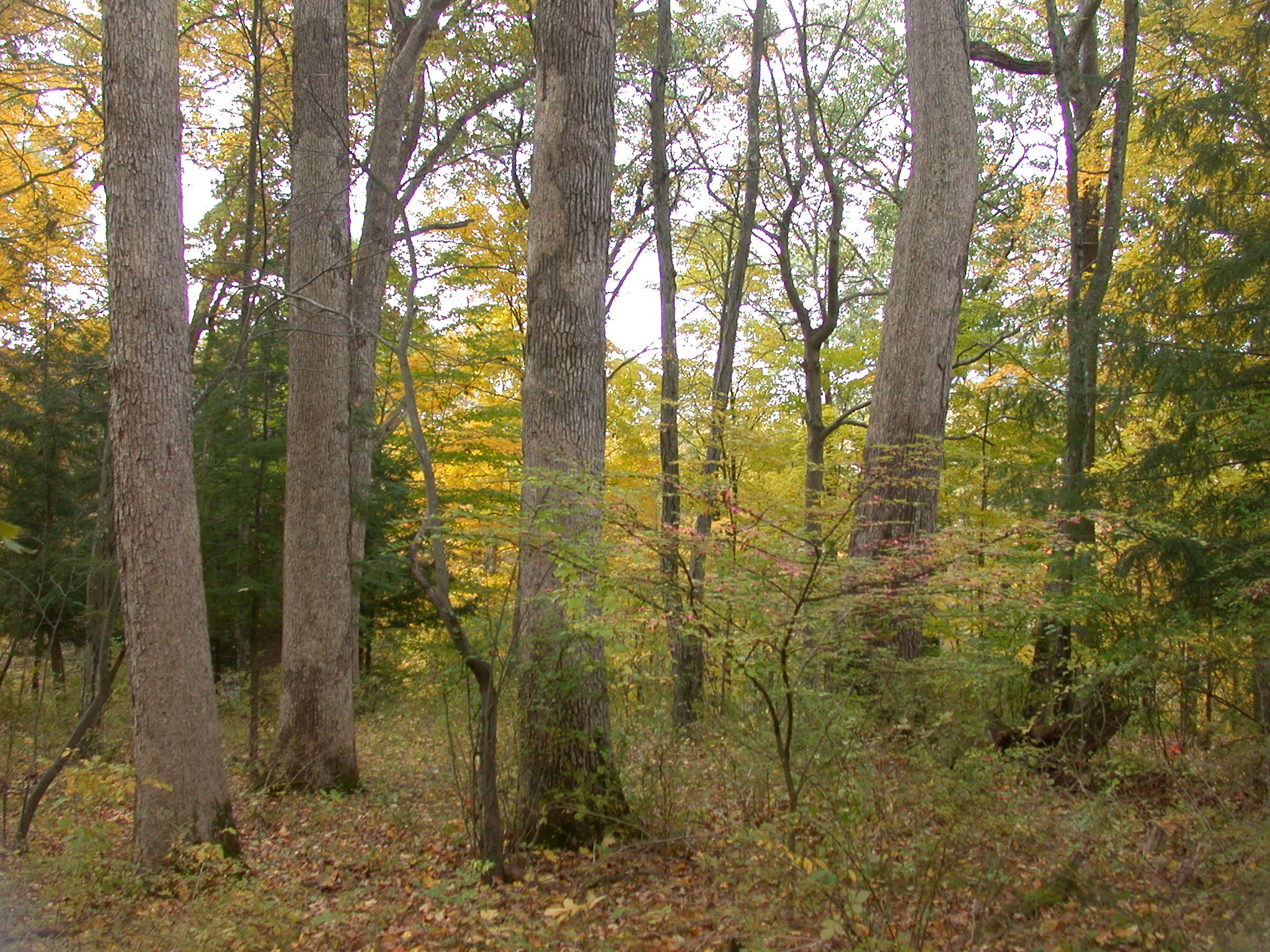 DSCN3174