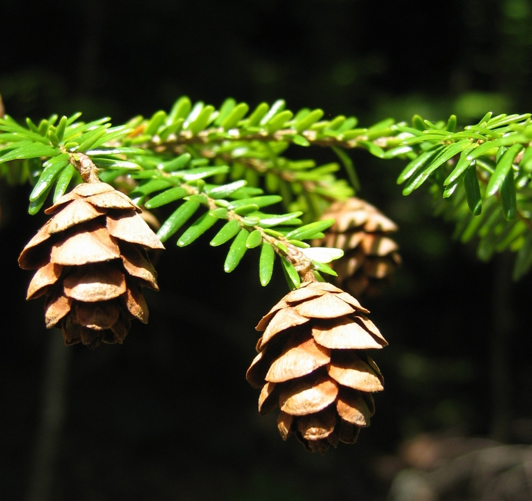 spray for hemlock disease