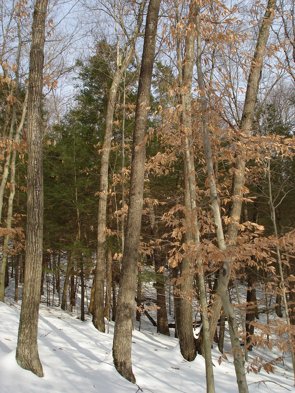 beeches and hemlocks