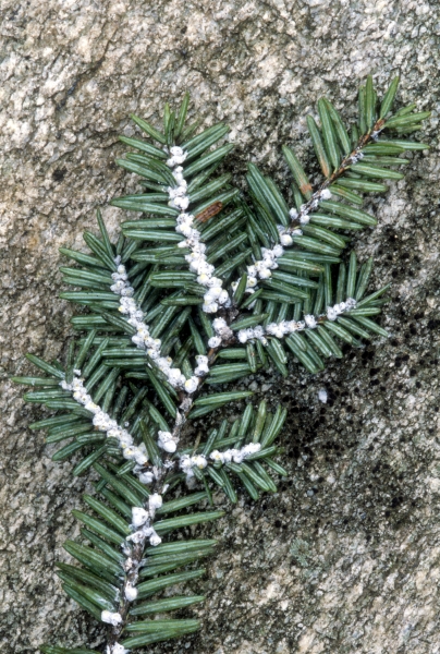 spray for hemlock disease