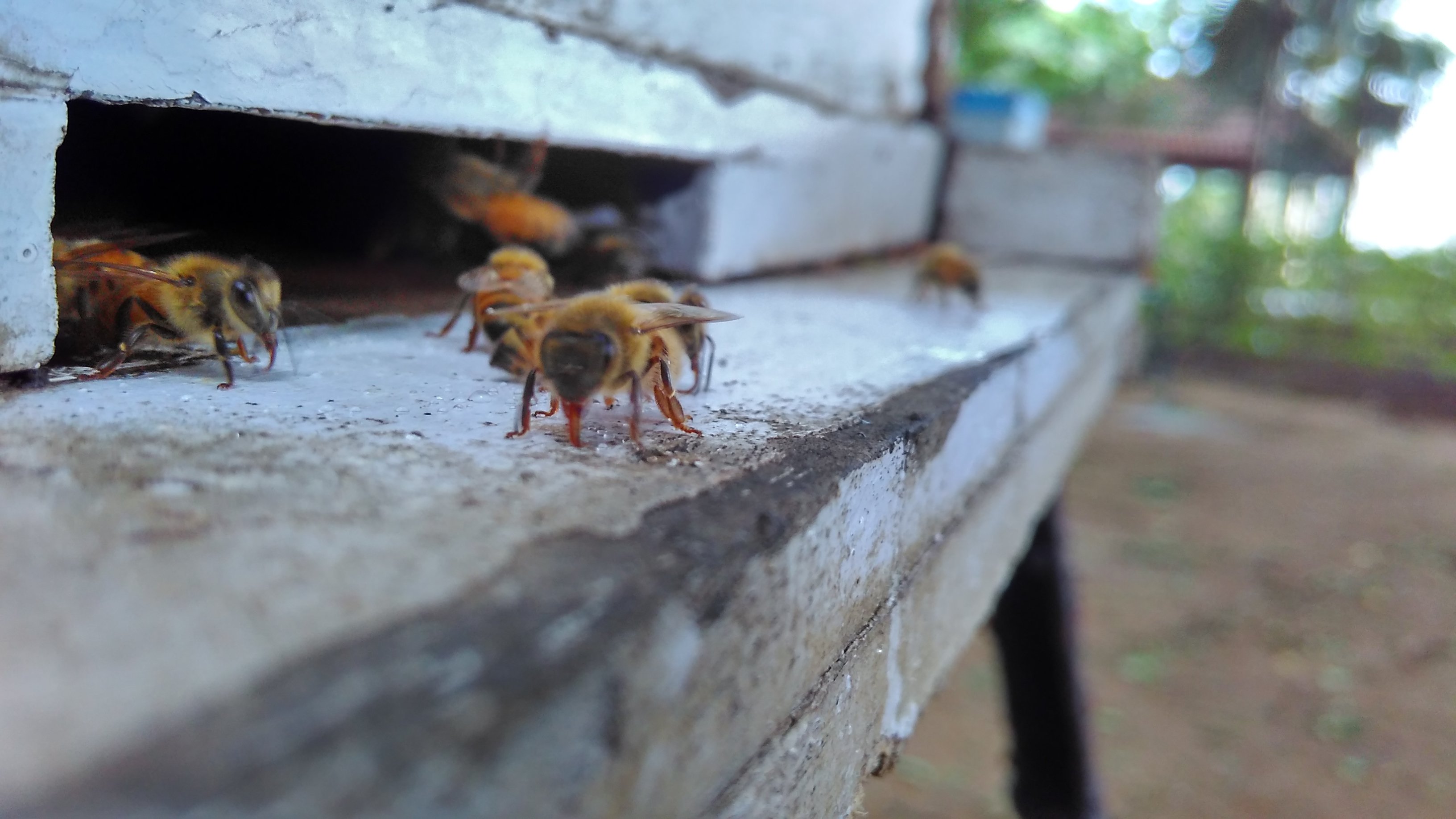 Beekeeing_on_Italian_Bee
