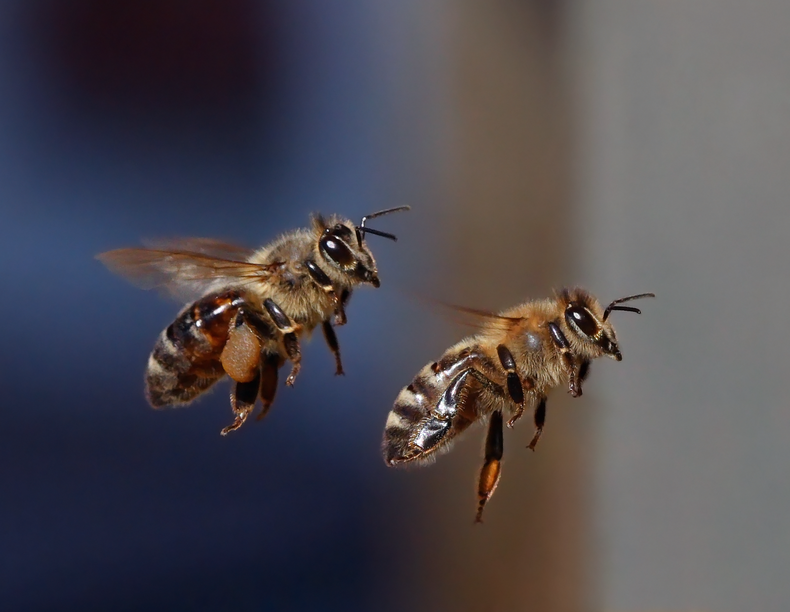 Bienen_im_Flug_52f_aufpoliert