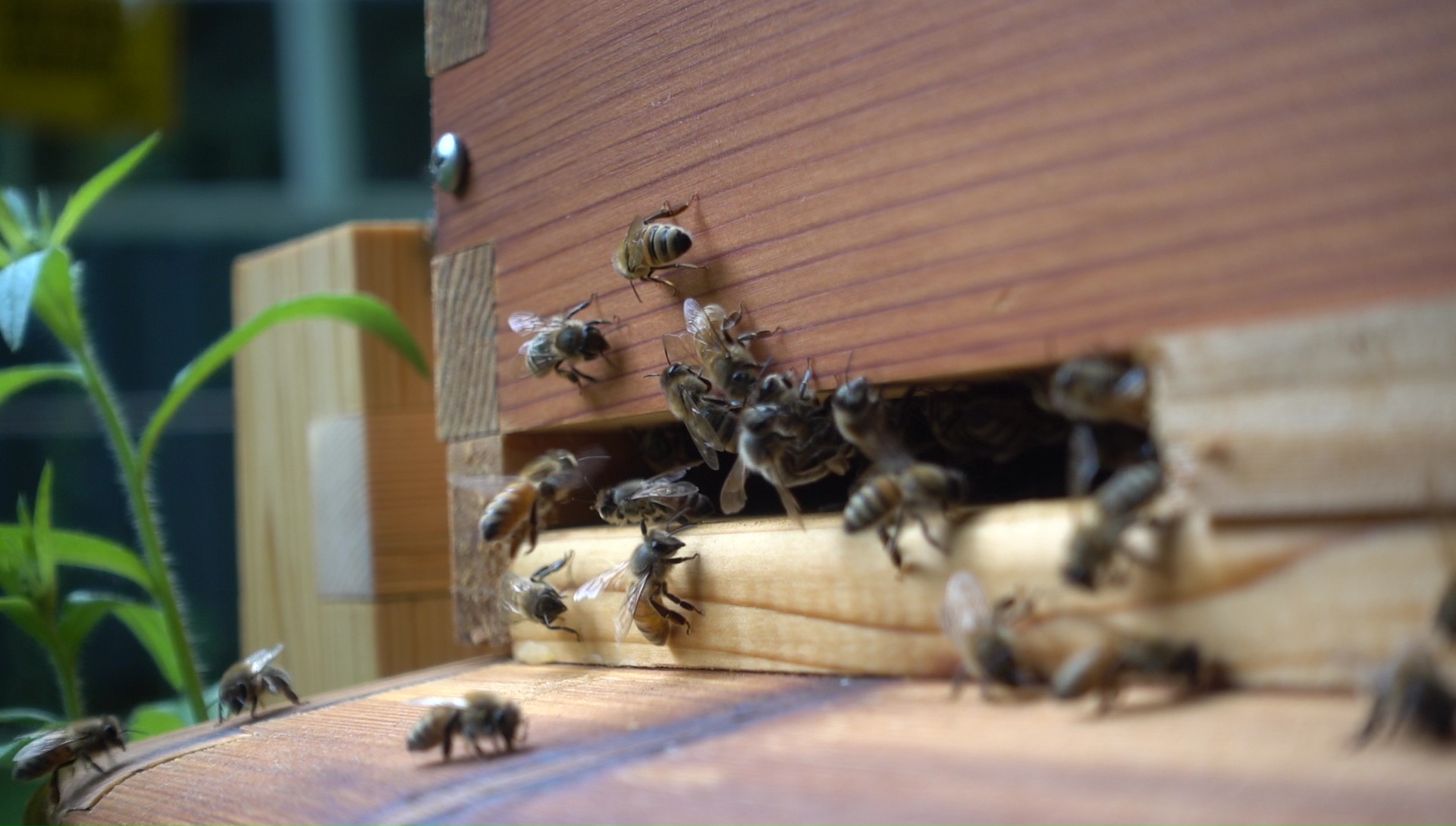 Bees at Sandy Brook