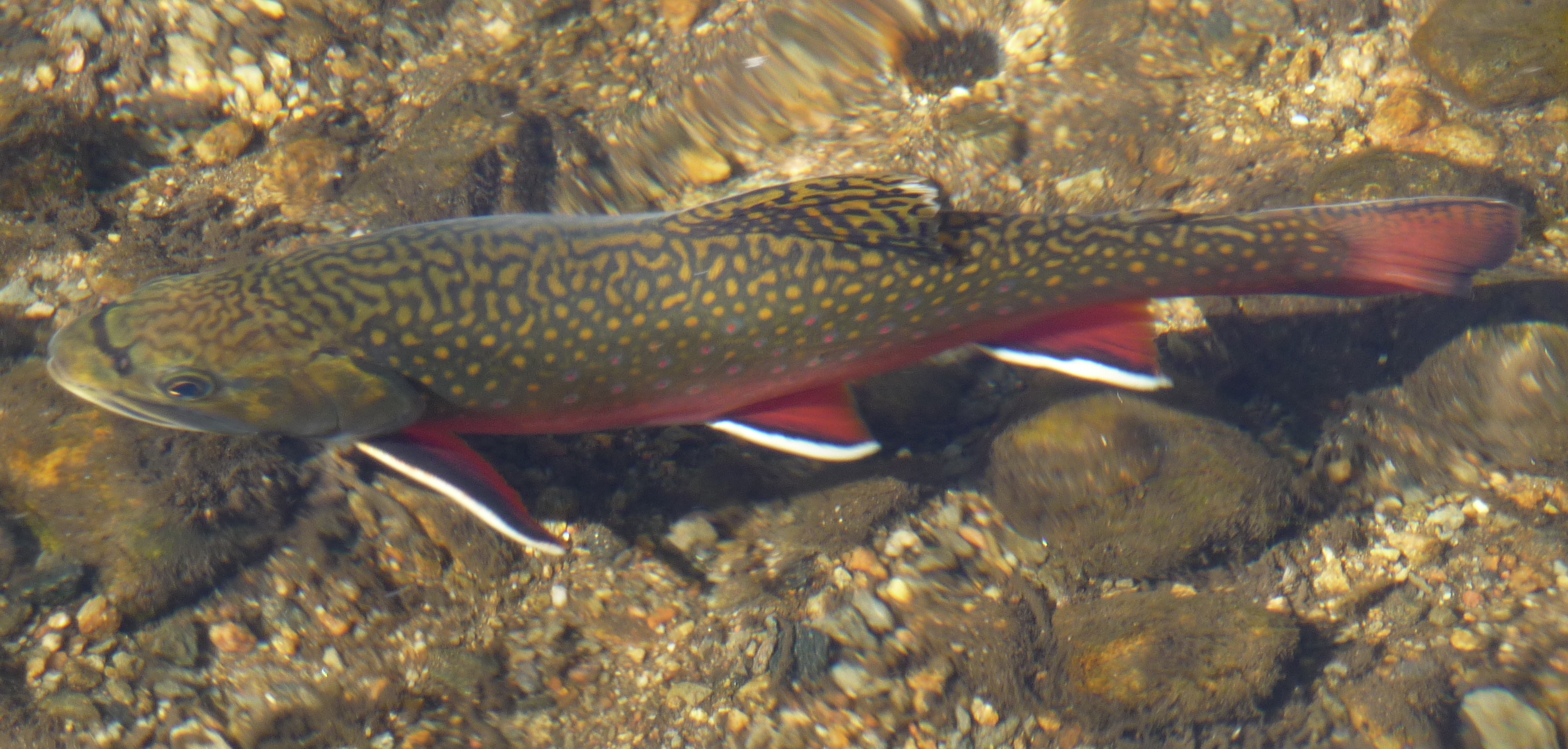 Rocky_Mountain_National_Park_in_September_2011_-_Sprague_Lake_-_Brook_Trout