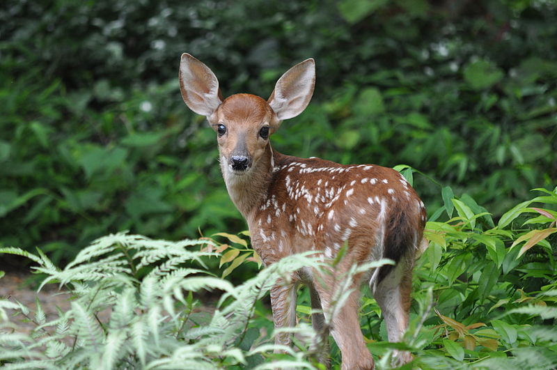 800px-White_Tailed_Deer