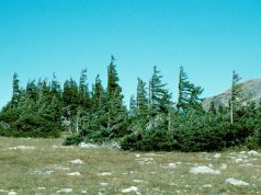 Tree Islands in the Alpine Zone