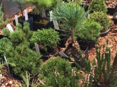 Strategies for the Overwintering of Container-Grown Conifers