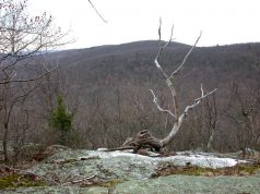 Establishing Ecological Core Areas in Land Trust Preserves