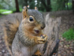 Squirrels are Smarter than Humans.